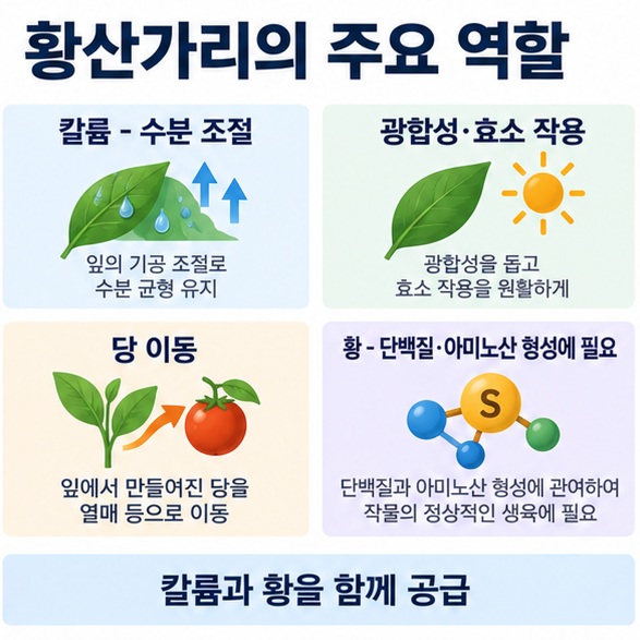 황산가리가 공급하는 칼륨의 수분 조절 광합성 효소 작용 당 이동과 황의 역할을 정리한 인포그래픽
