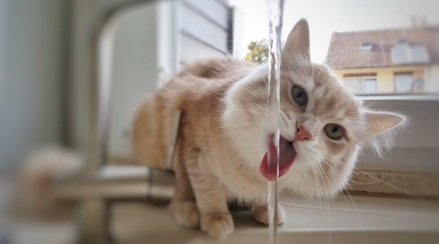 물을 마시는 고양이.