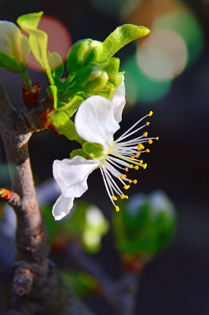 광양매화꽃축제