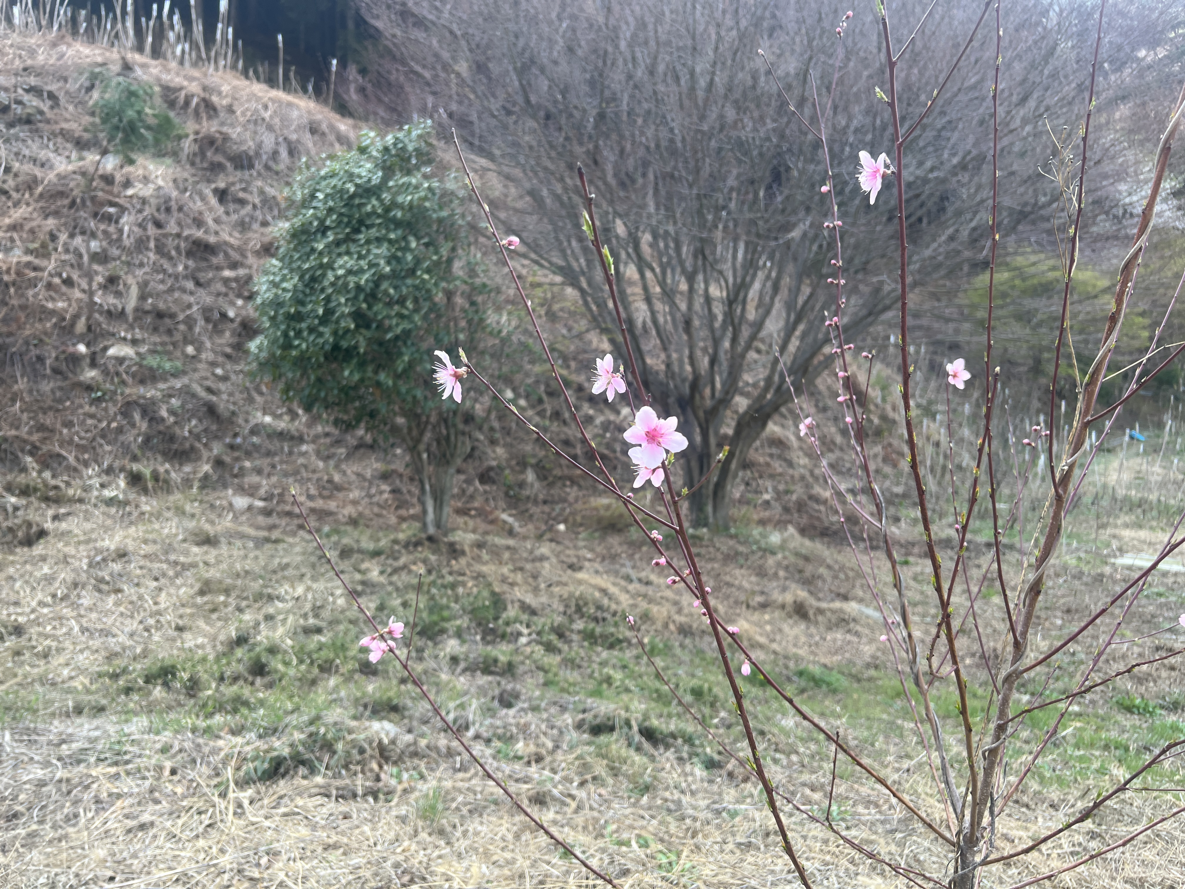 전남 광양 관광농원개발 현황측량