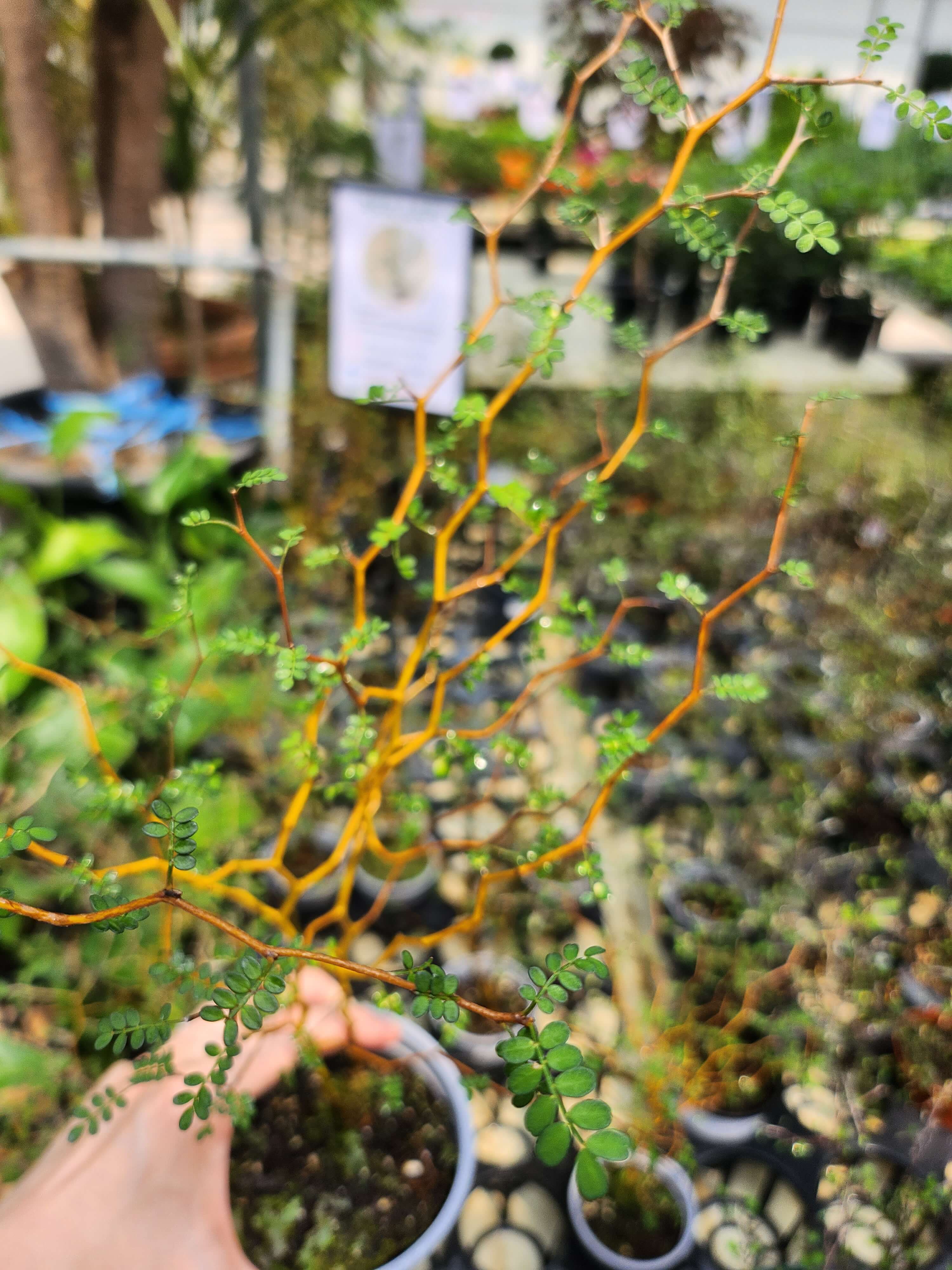 식물 인테리어 추천. 소포라