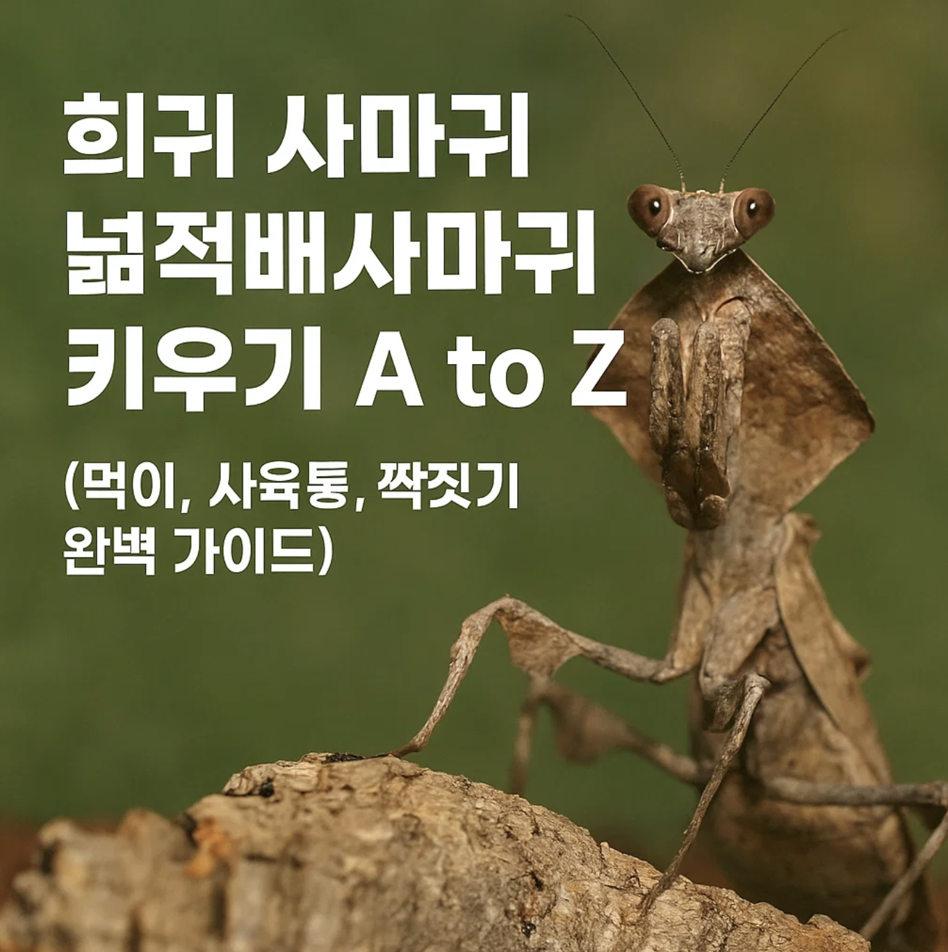 희귀 사마귀 넓적배사마귀 키우기 A to Z (먹이, 사육통, 짝짓기 완벽 가이드)