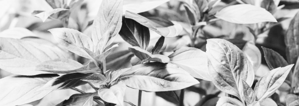 다이소 바질 키우기