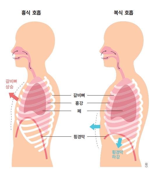 흉식호흡과 복식호흡 출처 동아사이언스