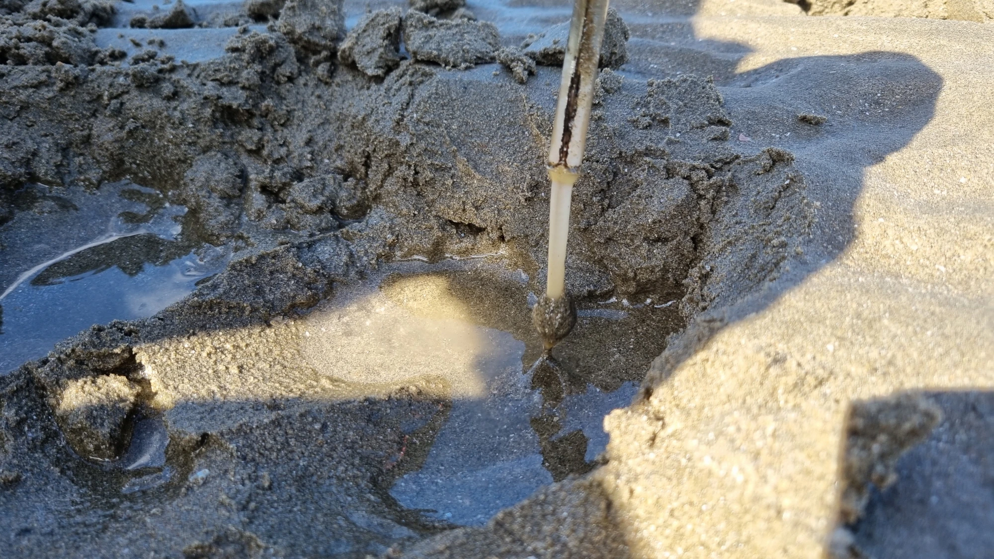 맛조개 잡은 모습