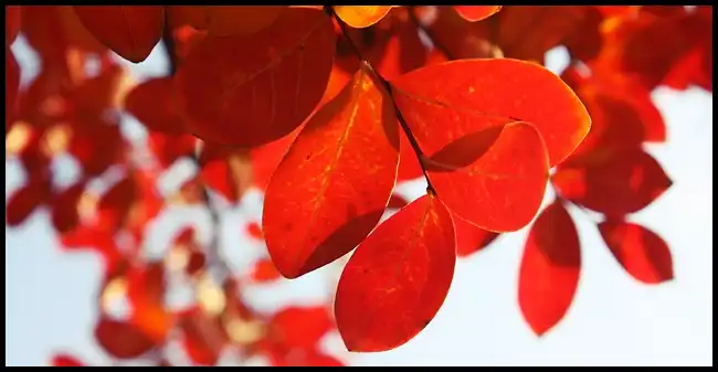 2024 내장산 단풍축제 기간 (국립공원)