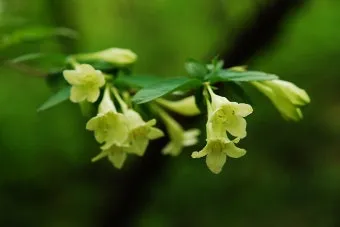 병꽃 무늬병꽃 삼색병꽃 붉은병꽃 아름다운 꽃 종류_10