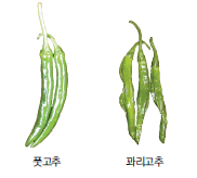 남부,중부지방 고추 파종, 모종 심는 시기, 재배 방법, 수확 시기