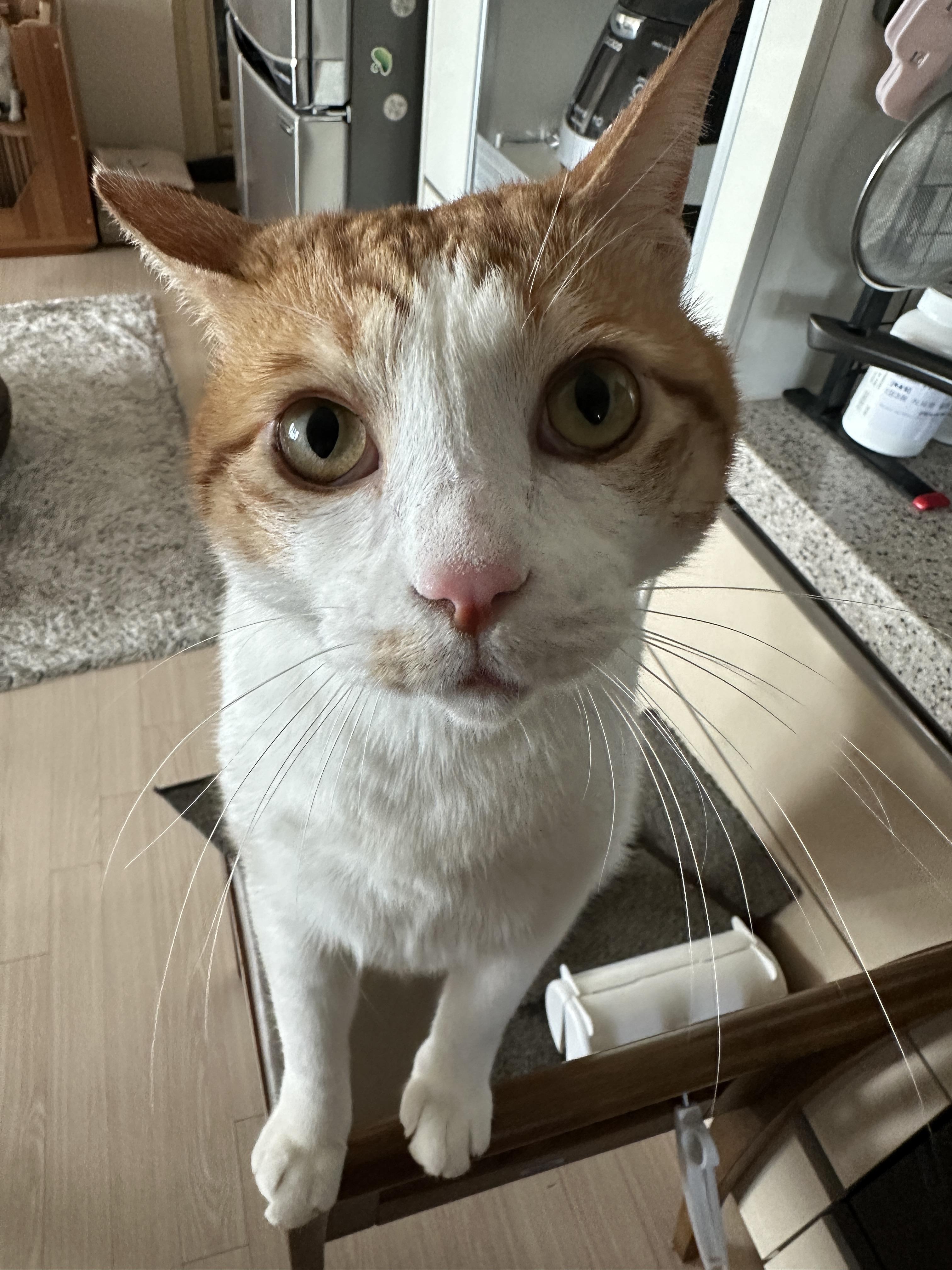 소심한 막둥이가 엄마를 지키는 방법 (feat.긴장해서 코까지 빨개진 막둥이)