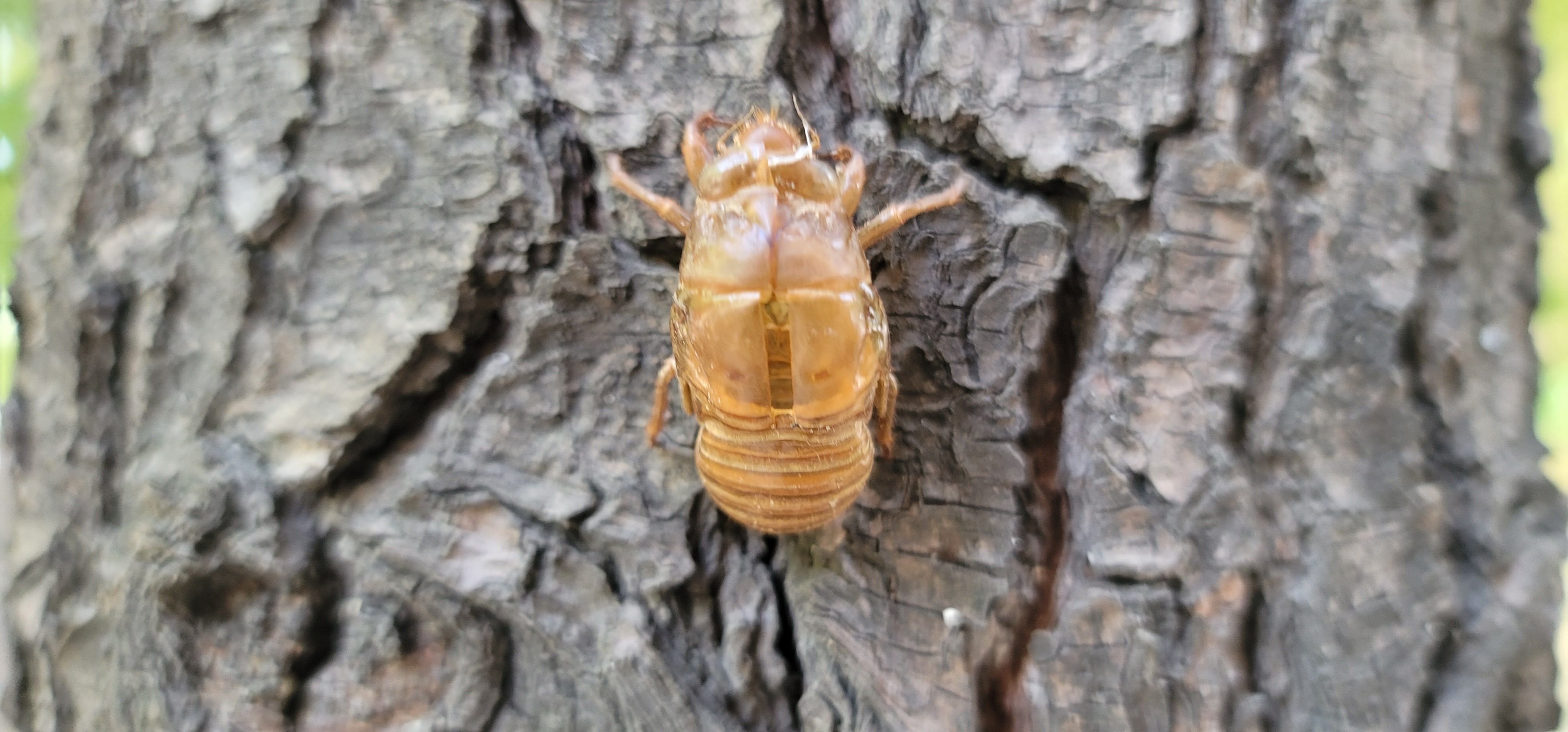 탈피한 매미 껍질