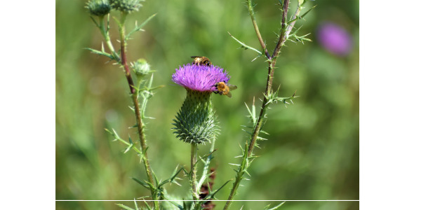 123밀크시슬 간 건강 개선 효과