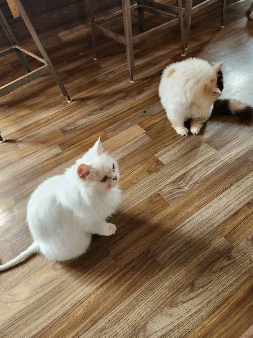 고양이역보호소-실내4