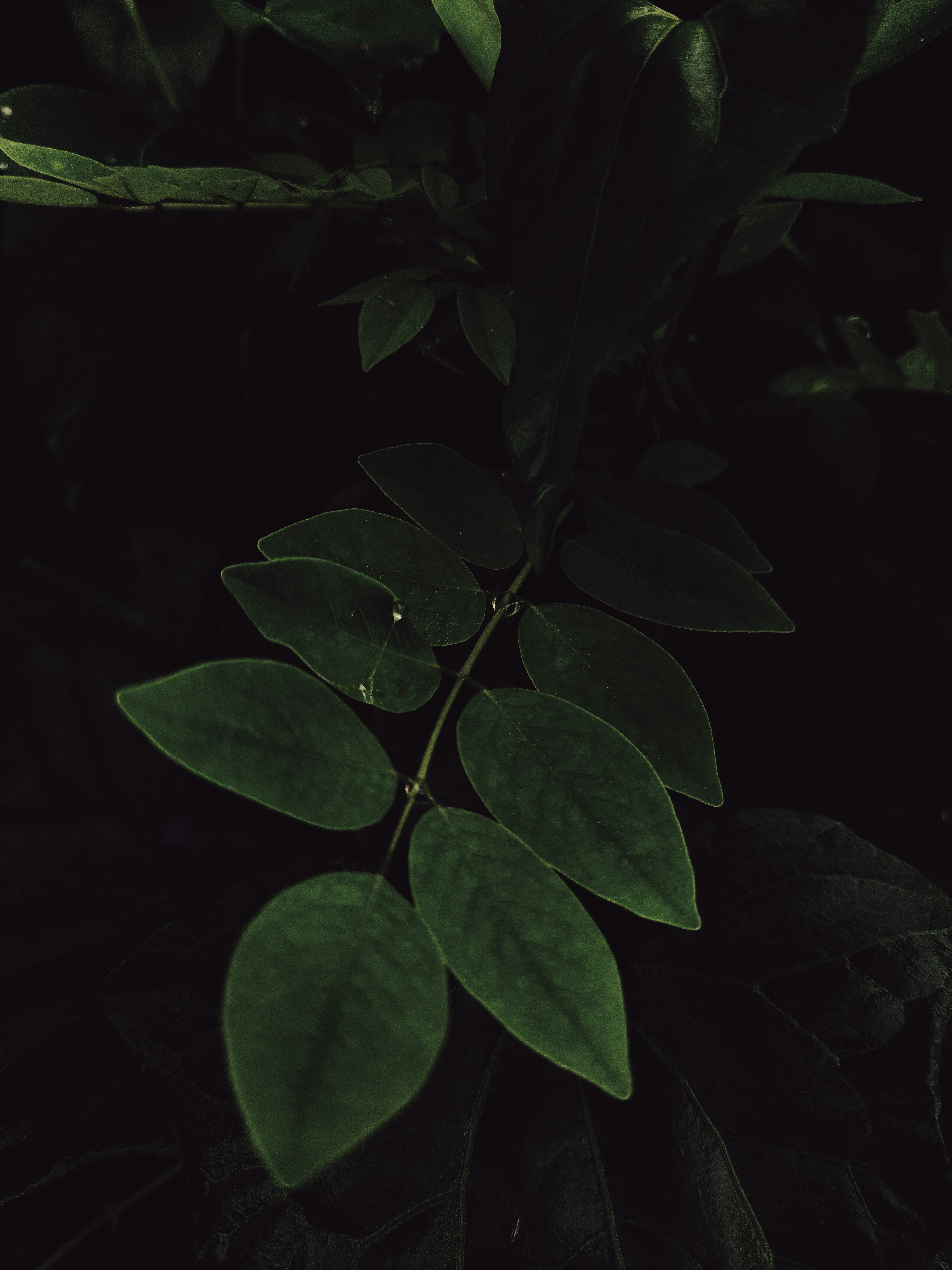 스킨답서스 효능