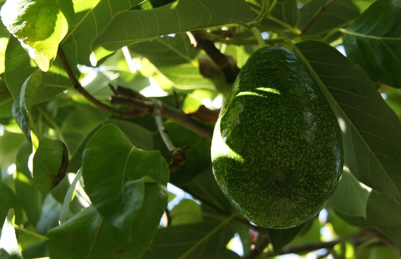 아보카도 효능|종류|제철|아보카도 보관방법|손질 방법|먹는 방법
