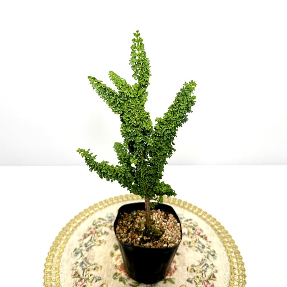 분재 키우기 나무 석화회 키우는 방법