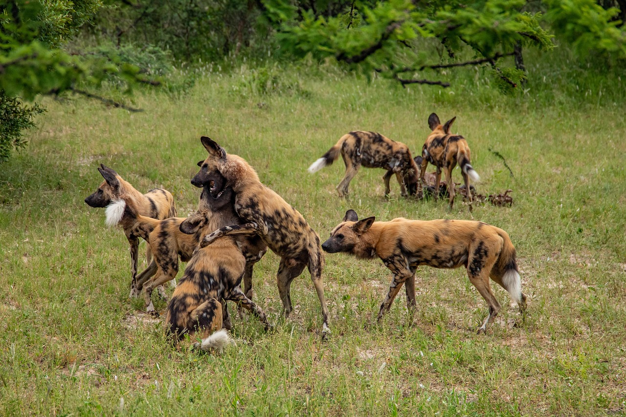 리카온(African wild dog) 무리가 아프리카 평원에서 서로를 의지하며 쉬는 모습
