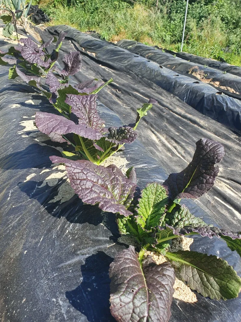 겨자채 재배 발아 빠름 간단한 관리 연속 파종_2