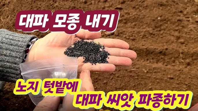 텃밭 대파 키우는 방법 파종 시기_8
