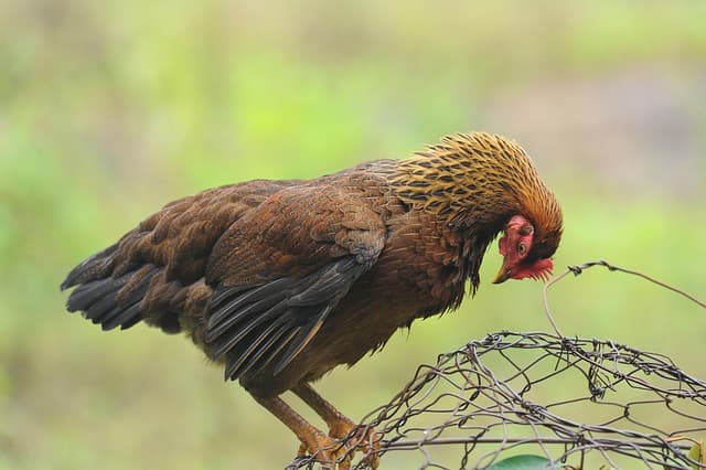닭이 깃털을 다듬는 이유, 위생일까? 스트레스일까?