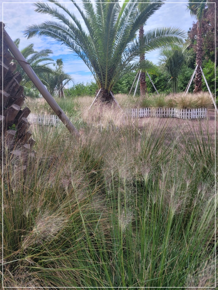 휴애리-핑크뮬리