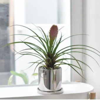 틸란드시아 키우기, 물주기, 분갈이, 꽃, 종류_30