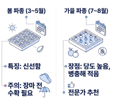 당근 파종시기