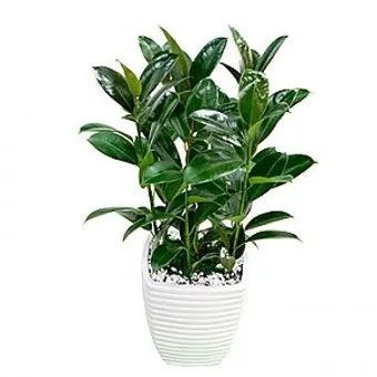 침실 식물 추천 공기정화기능 물주기 관리 향기 숙면 도움 되는 종류_12