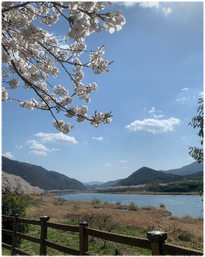 섬진강벚꽃길