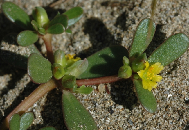 가을에 피는 꽃 쇠비름