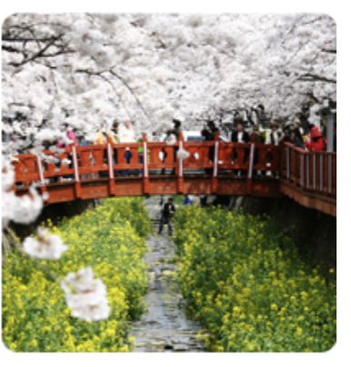 2025년 진해군항제 벚꽃 축제