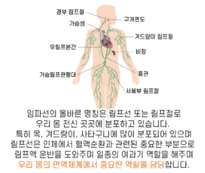 임파선