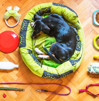 온라인 vs 오프라인 반려동물 용품 구매 비교