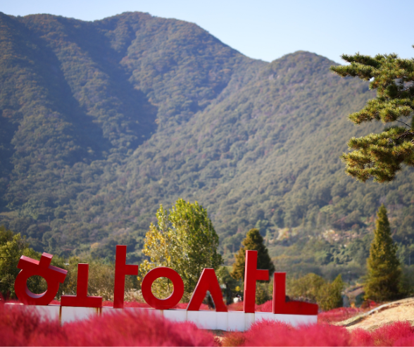 2025 양산국화축제, 가을의 향기 가득한 꽃 축제