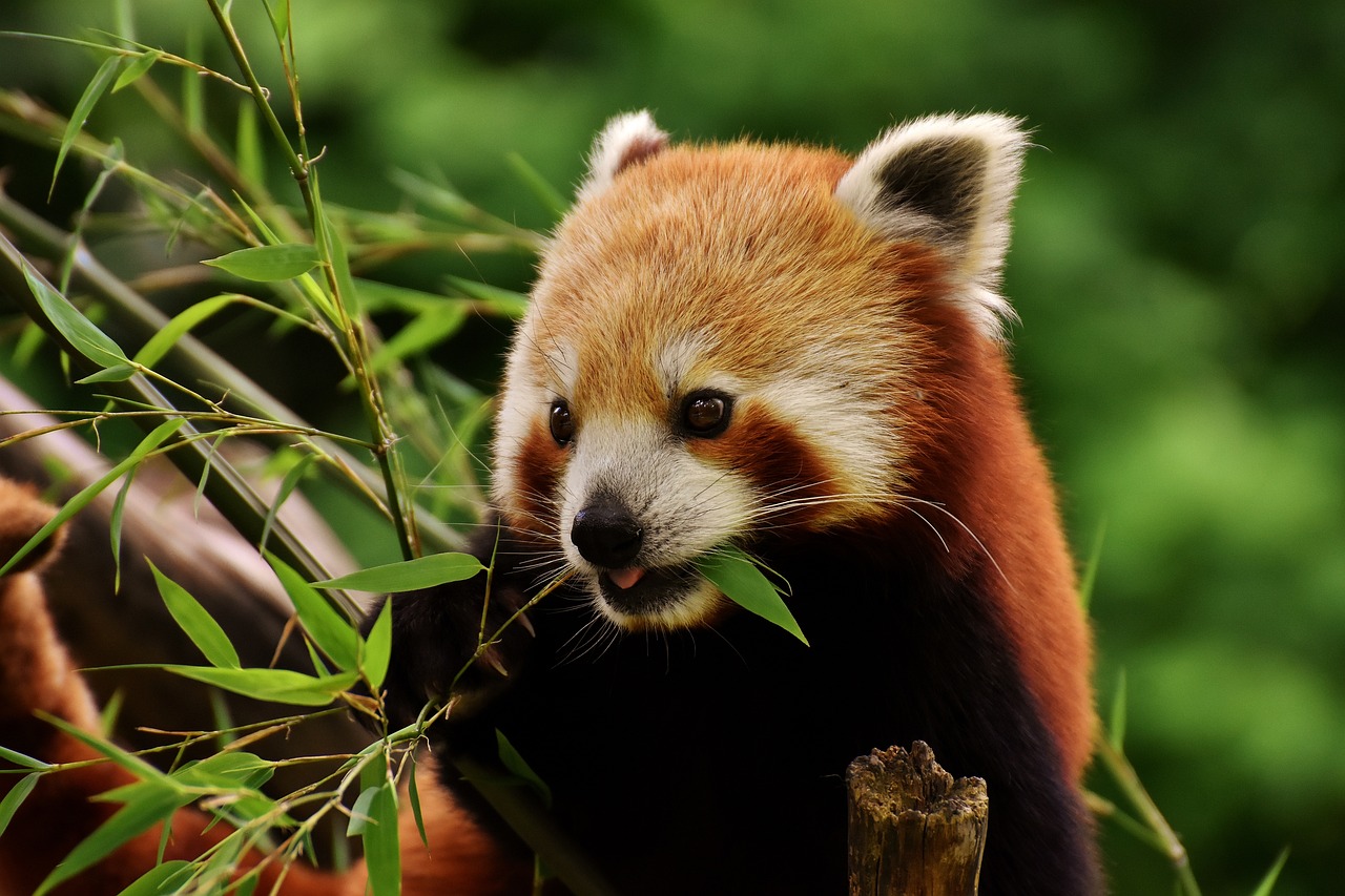 동물원 관련 사진