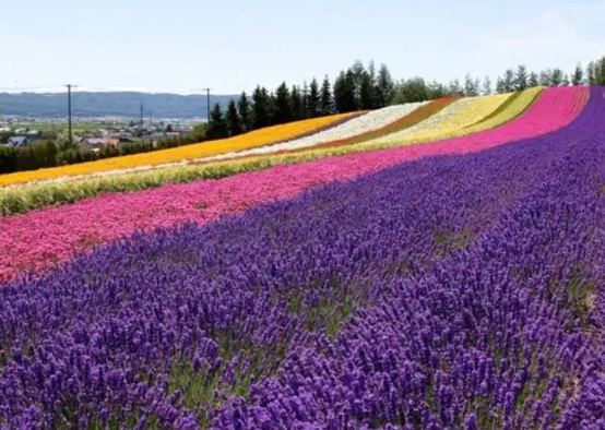 후라노-라벤더축제