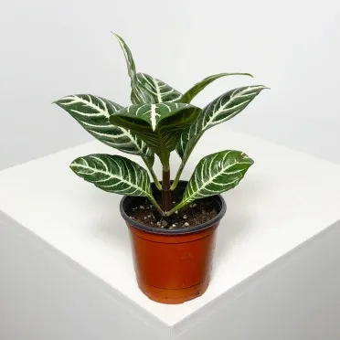 물없이 잘 자라는 실내 식물 추천_4