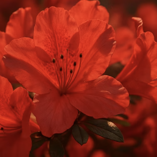 영산홍 꽃말 사랑과 기쁨을 상징하며 봄철 선물용으로 인기가 높은 이유