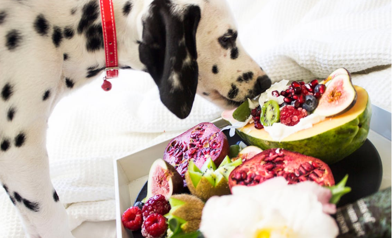 반려견 건강관리 관련 사진