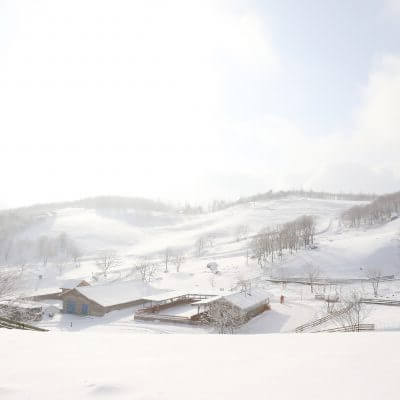 국내 겨울 여행지 눈 덮인 평창 양떼목장