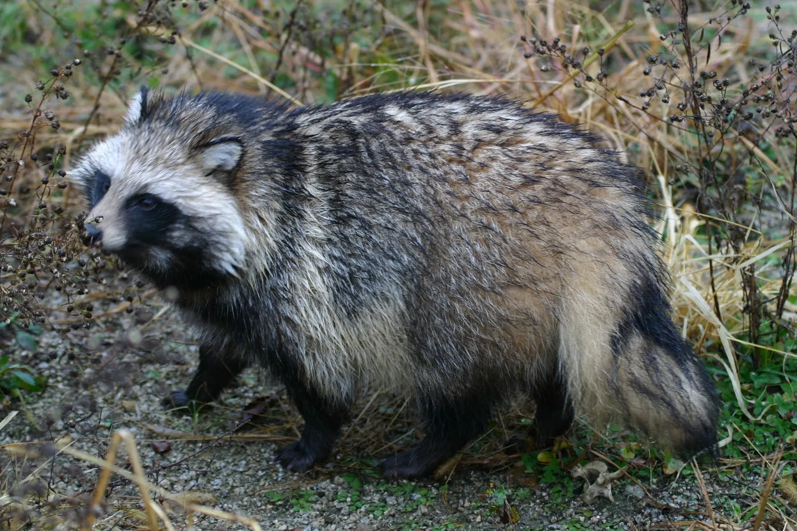 야생 너구리 도시 특징 매력 성격_8