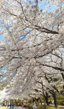 봄에가볼만한곳-벚꽃터널