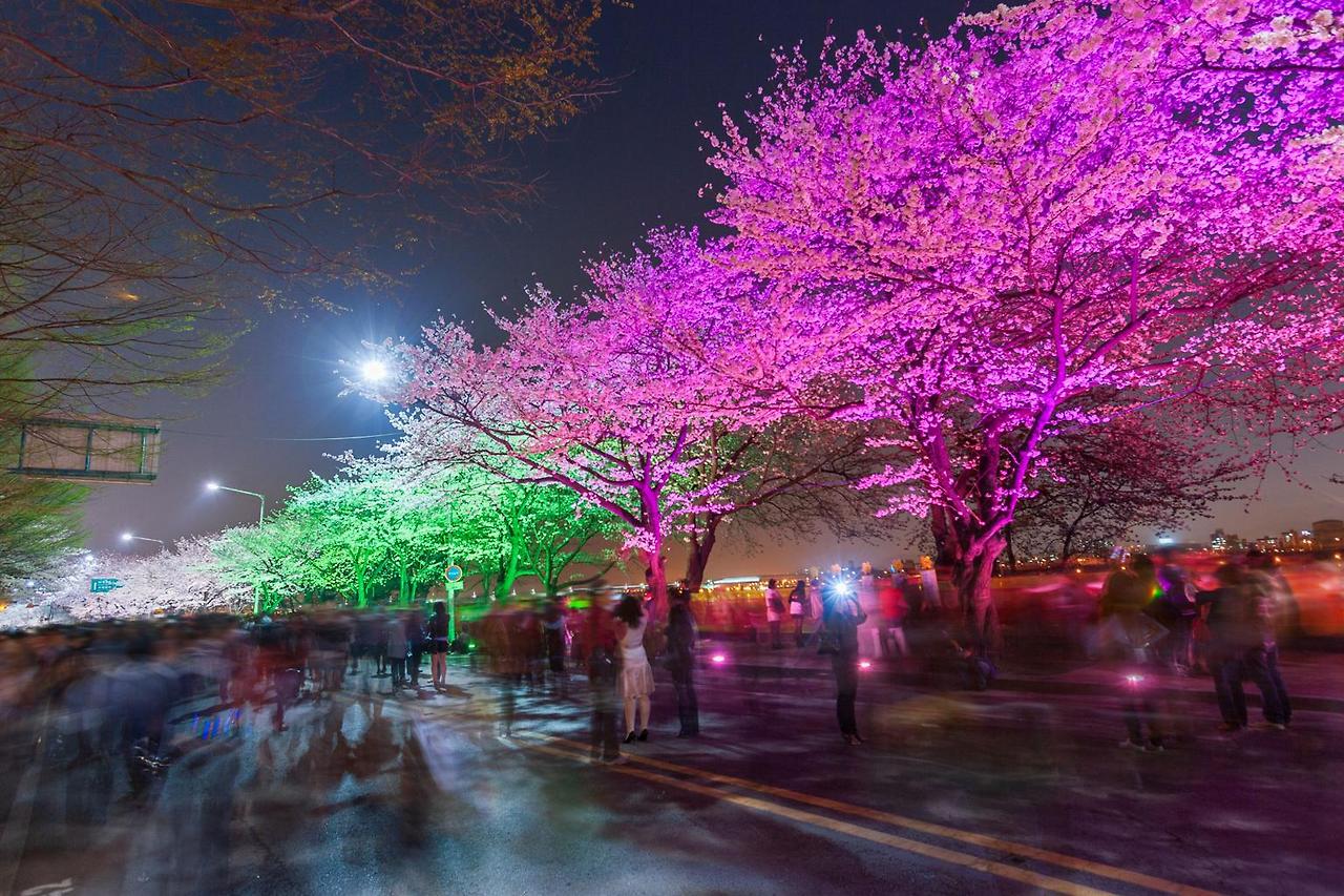 벚꽃 만개 시기, 여행 코스 확인하러 가기