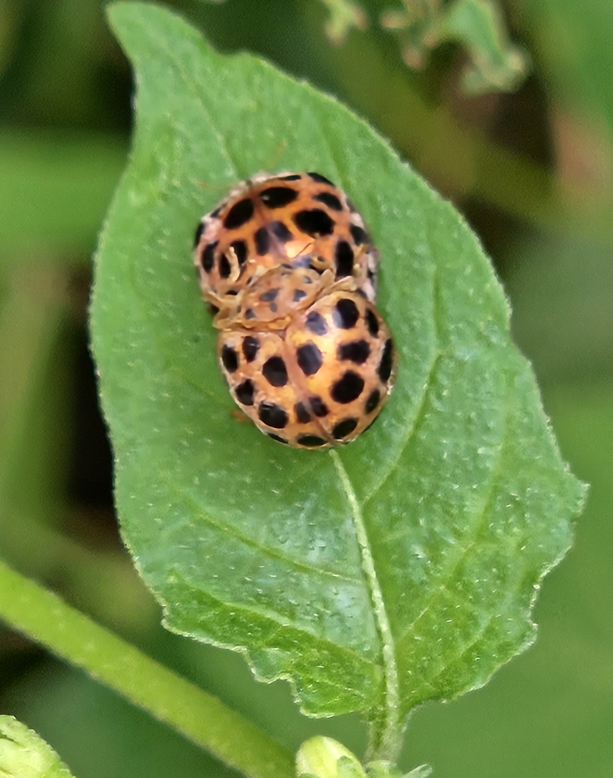 큰이십팔점박이 무당벌레2