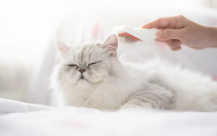 고양이 빗 추천