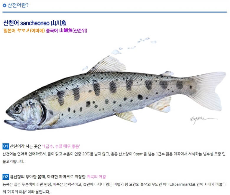 화천 "산천어"를 설명하는 물고기 사진으로 푸른색에 까만 반점이, 배쪽은 은색백색, 측면은 비행기 창 모양의 특유의 무늬인 파마크가 있는 모습