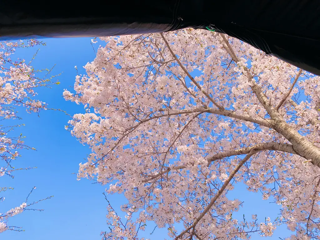텐트-안에서-바라본-벚꽃-나무