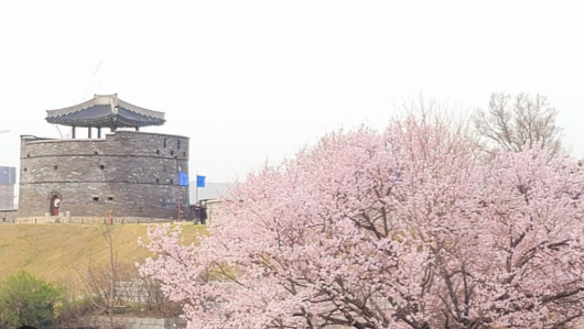 수원화성벚꽃 사진