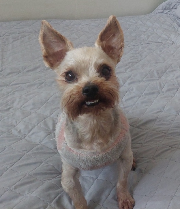 반려견 관련 정책이 발전 되기를 기대하는 귀여운 강아지 사진