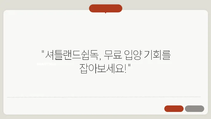 셔틀랜드쉽독 무료분양 알아보기