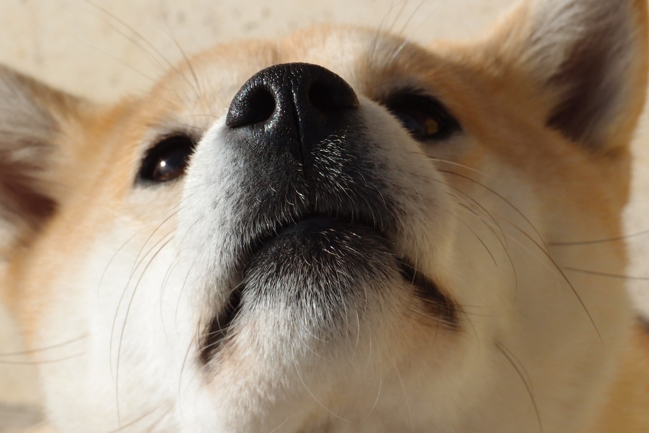 시바 이누(Shiba Inu)2